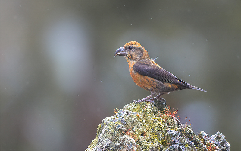 Vietnamese Red Crossbill (Loxia curvirostra) at Da Lat Birding Trails - Southern Vietnam. Photo by: Phuc Le - Vietnam Bird Photography Tours - Vietbirdphototours.com
